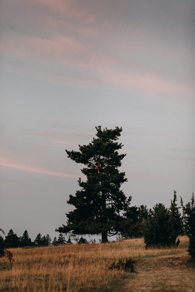 Hochzeit mit Pferden