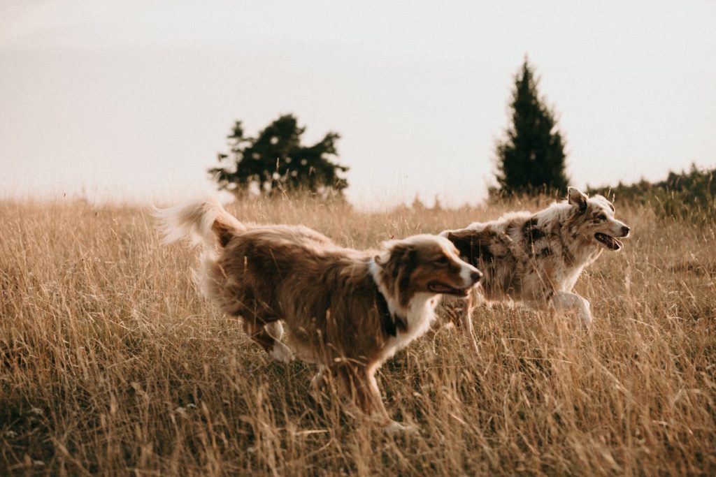 tierfotograf-rottweil-tiershooting-hundefotografie-tierfotograf-rottweil