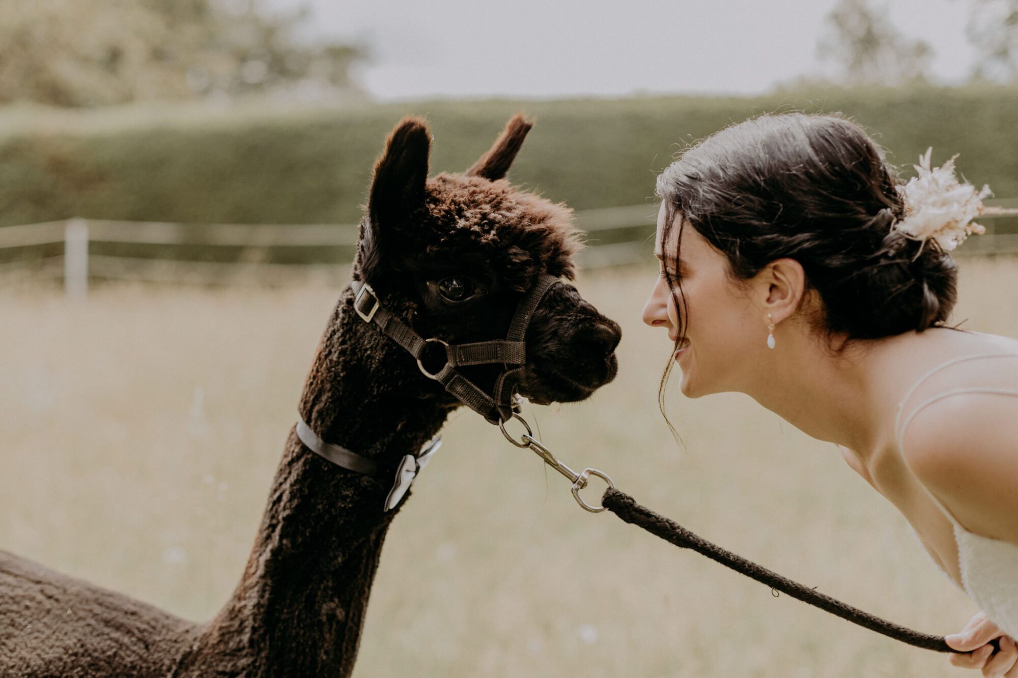 Braut mit Alpaka